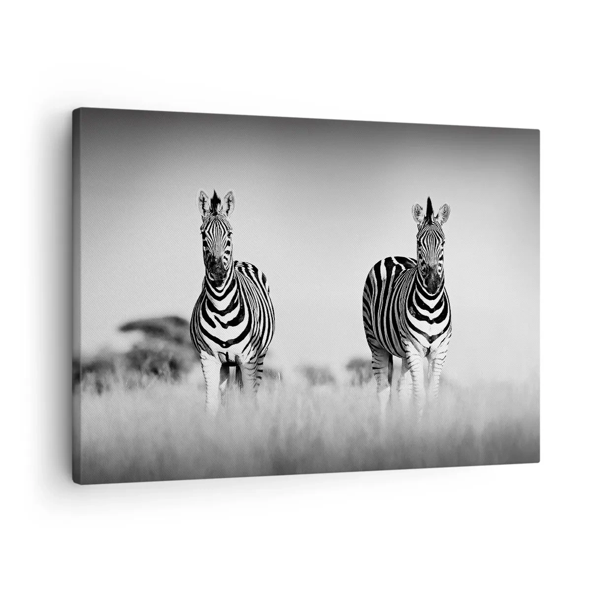 Lærredstryk - Billede på lærred - To zebraer i savannen i en monokromatisk stil - 70x50cm - Og alligevel er verden sort og hvid - Moderne vægdekoration til stue og soveværelse ARTTOR