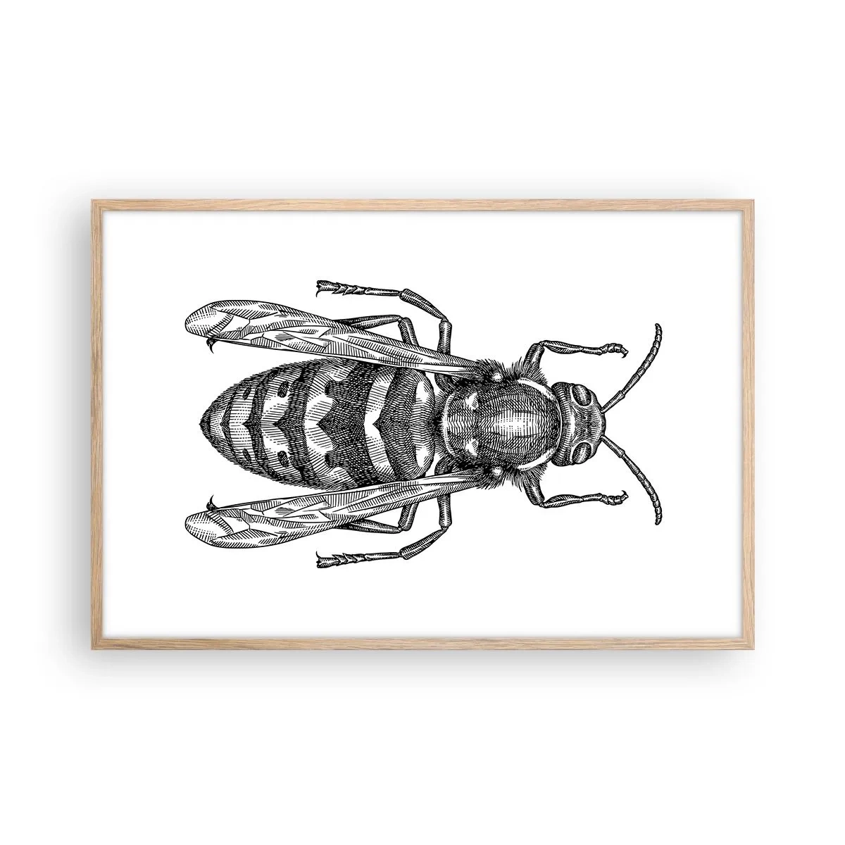 Plakat i ramme af lyst egetræ - Fra en insektplanet - 91x61 cm