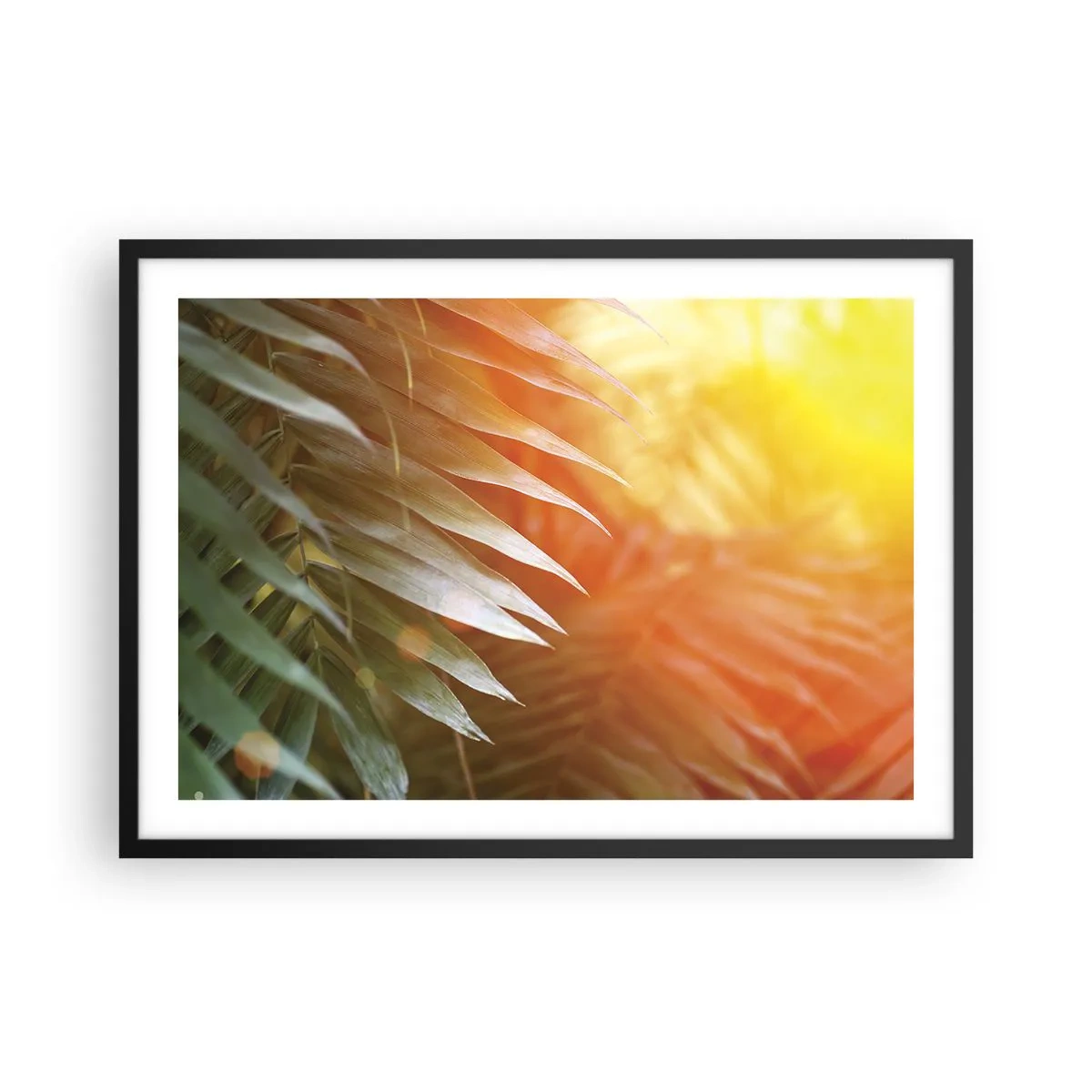 Plakat i sort ramme - Morgen i junglen - 70x50 cm