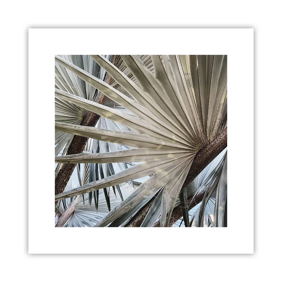 Plakat - Ventilatorer i troperne - 30x30 cm