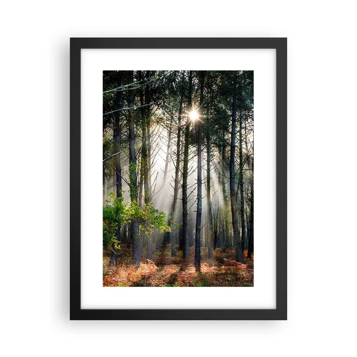 Plakat i sort ramme - Skovens vildnis - 30x40 cm