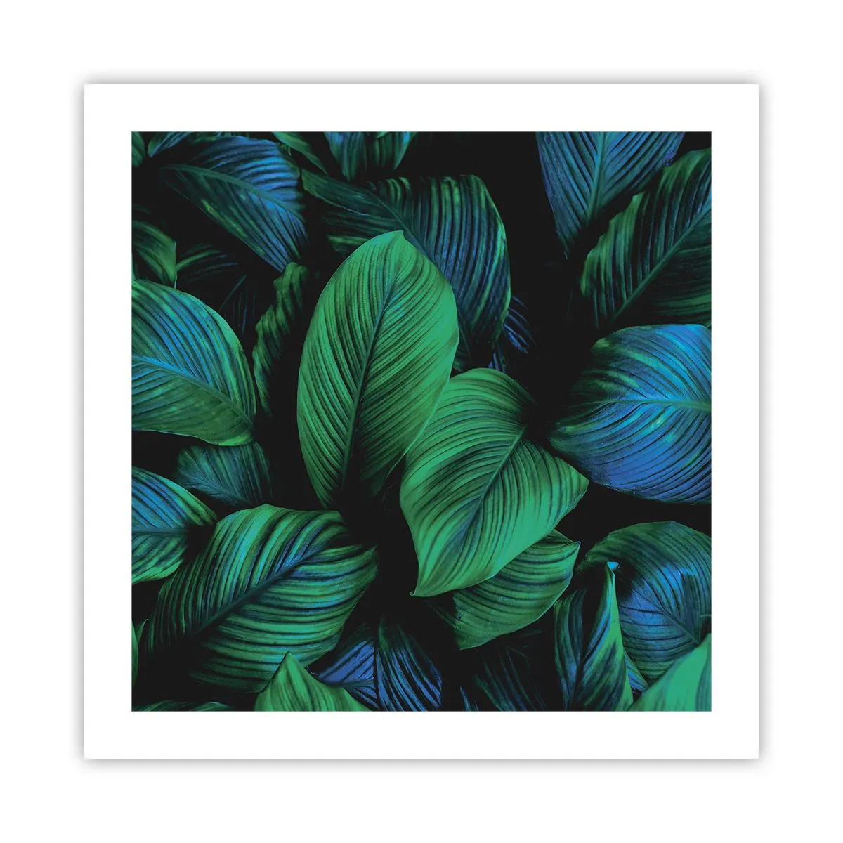 Plakat - I den grønne flok - 50x50 cm