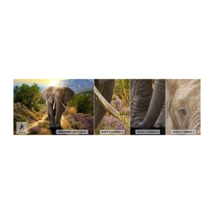 Prøve Fototapet Premium Canvas - Sådan så Eden ud - Dyr, Elefant, Safari - 100x30 cm