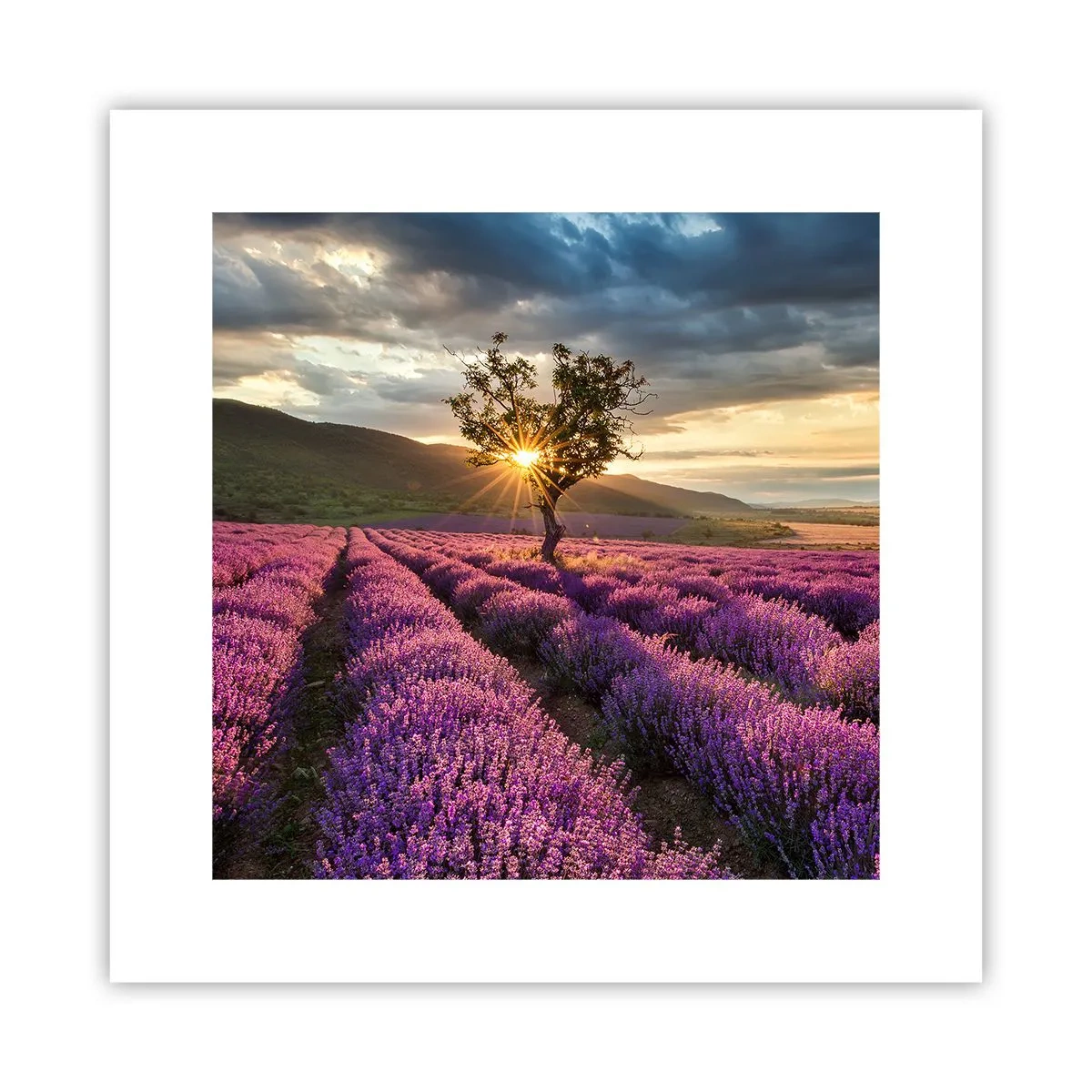 Plakat - Lilla aroma - 30x30 cm