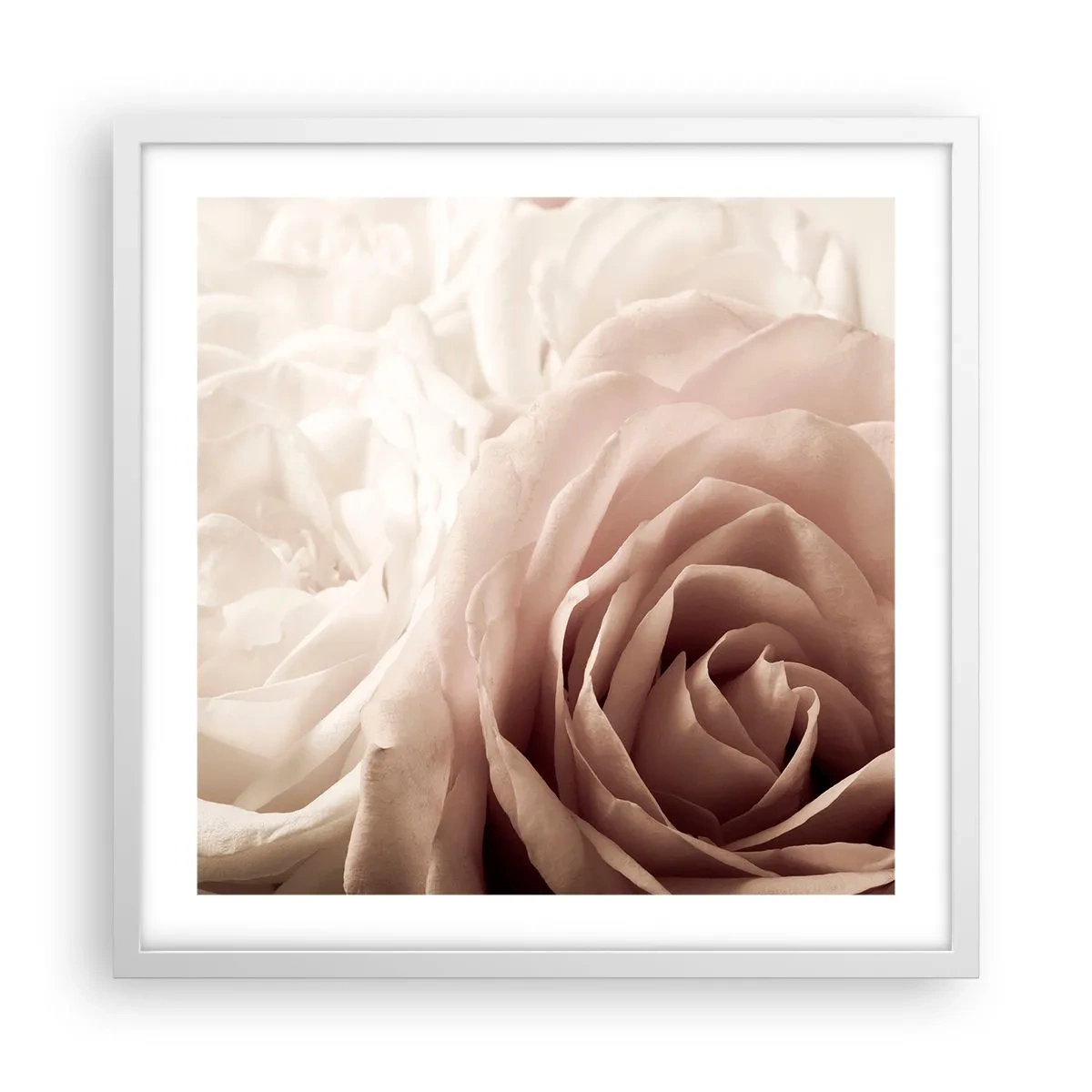 Plakat i hvid ramme - I rosens hjerte - 50x50 cm