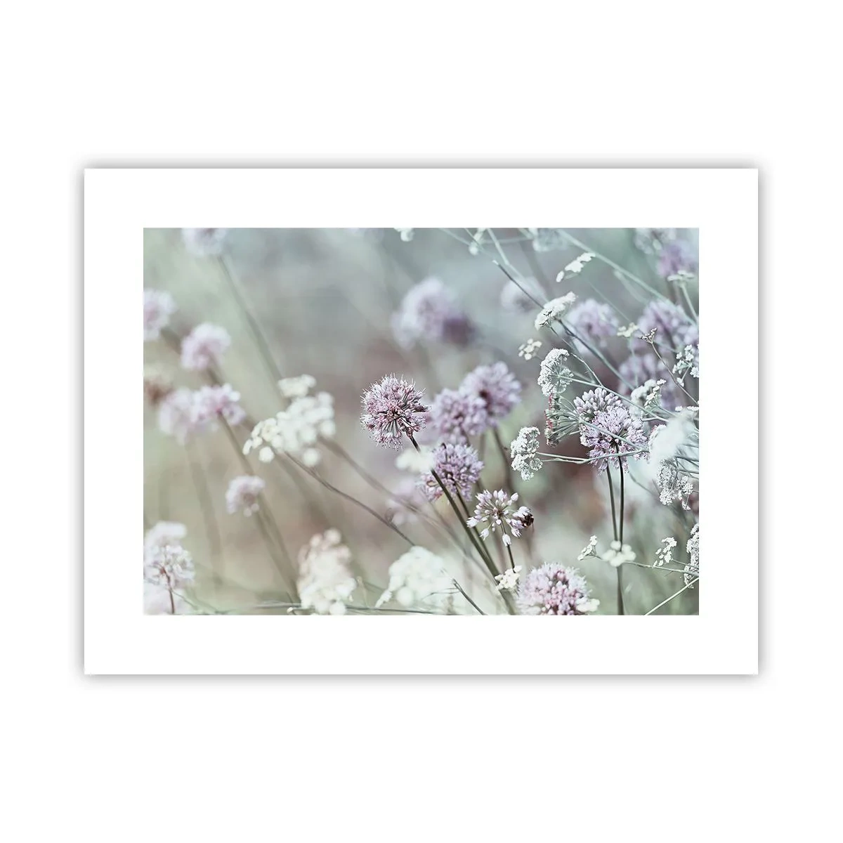 Plakat - Søde filigranurter - 40x30 cm