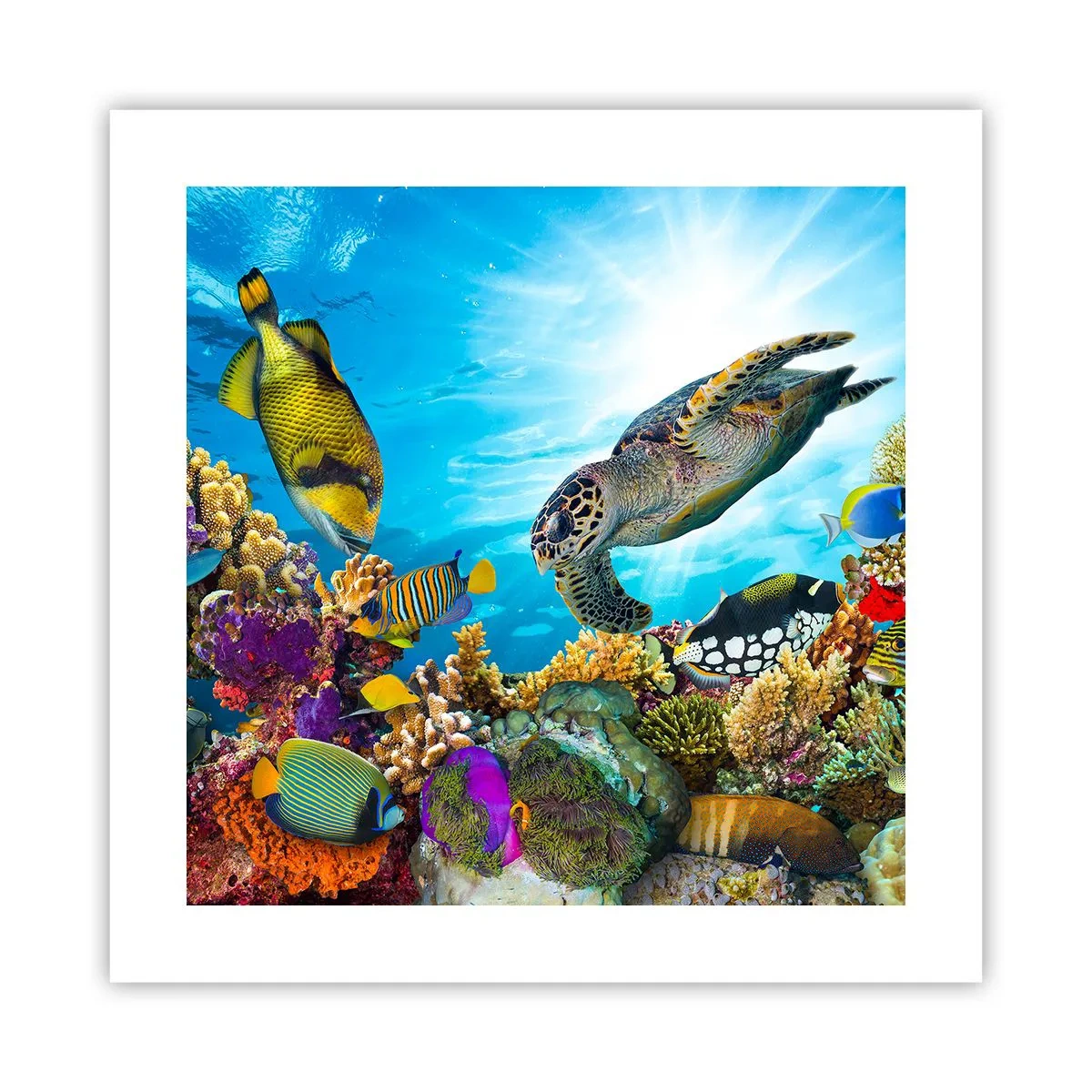 Plakat - Koralpromenade - 40x40 cm