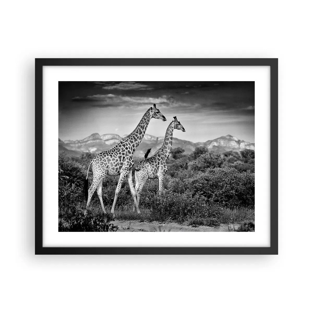Plakat i sort ramme - Afrikas overklasse - 50x40 cm