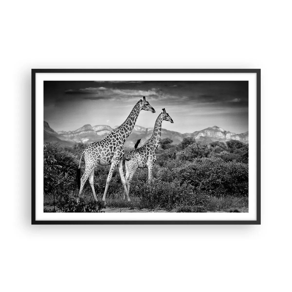 Plakat i sort ramme - Afrikas overklasse - 91x61 cm