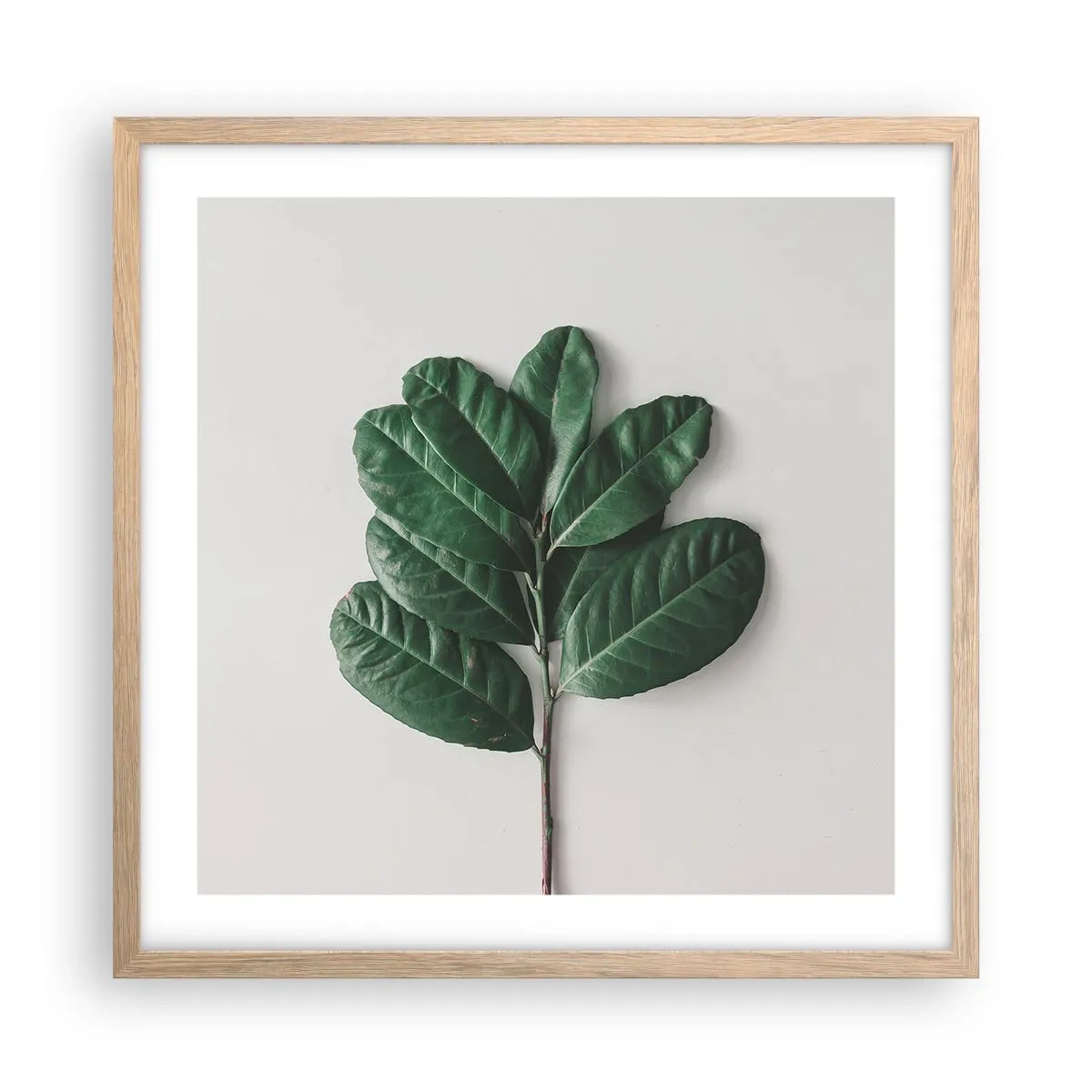 Plakat i ramme af lyst egetræ - Tegning af selve naturen - 50x50 cm