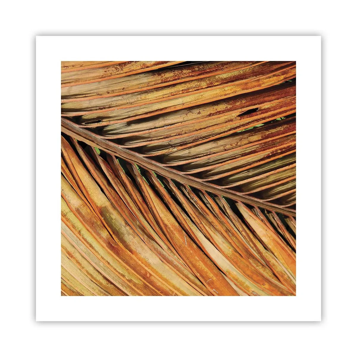Plakat - Kokosnød guld - 40x40 cm