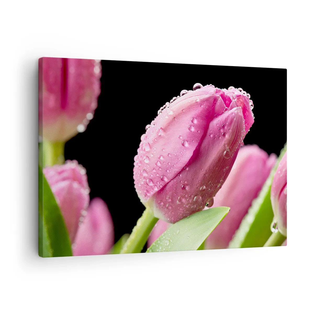 Lærredstryk - Billede på lærred - Lyserød tulipan med vanddråber på en sort baggrund - 70x50cm - En lilla drøm i duggen - Moderne vægdekoration til stue og soveværelse ARTTOR