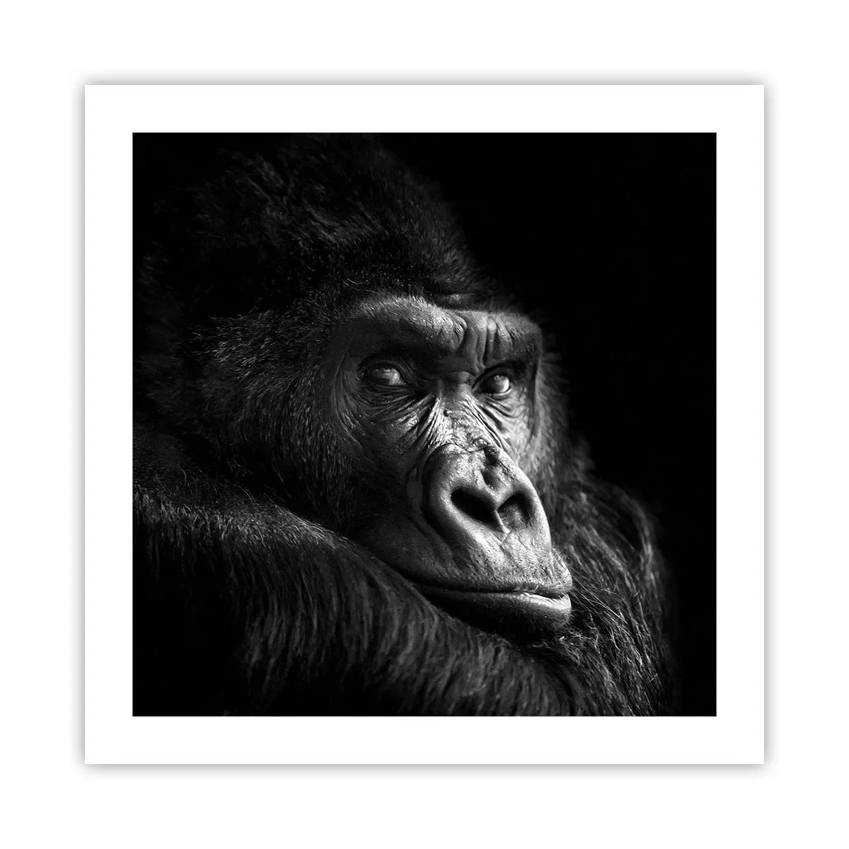 Plakat - Og hvad kigger du på? - 50x50 cm