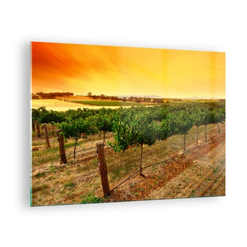 Billede på glas - Vinranker i det varme lys fra den nedgående sol - 70x50cm - Drik solen - Moderne vægdekoration til stue og soveværelse ARTTOR