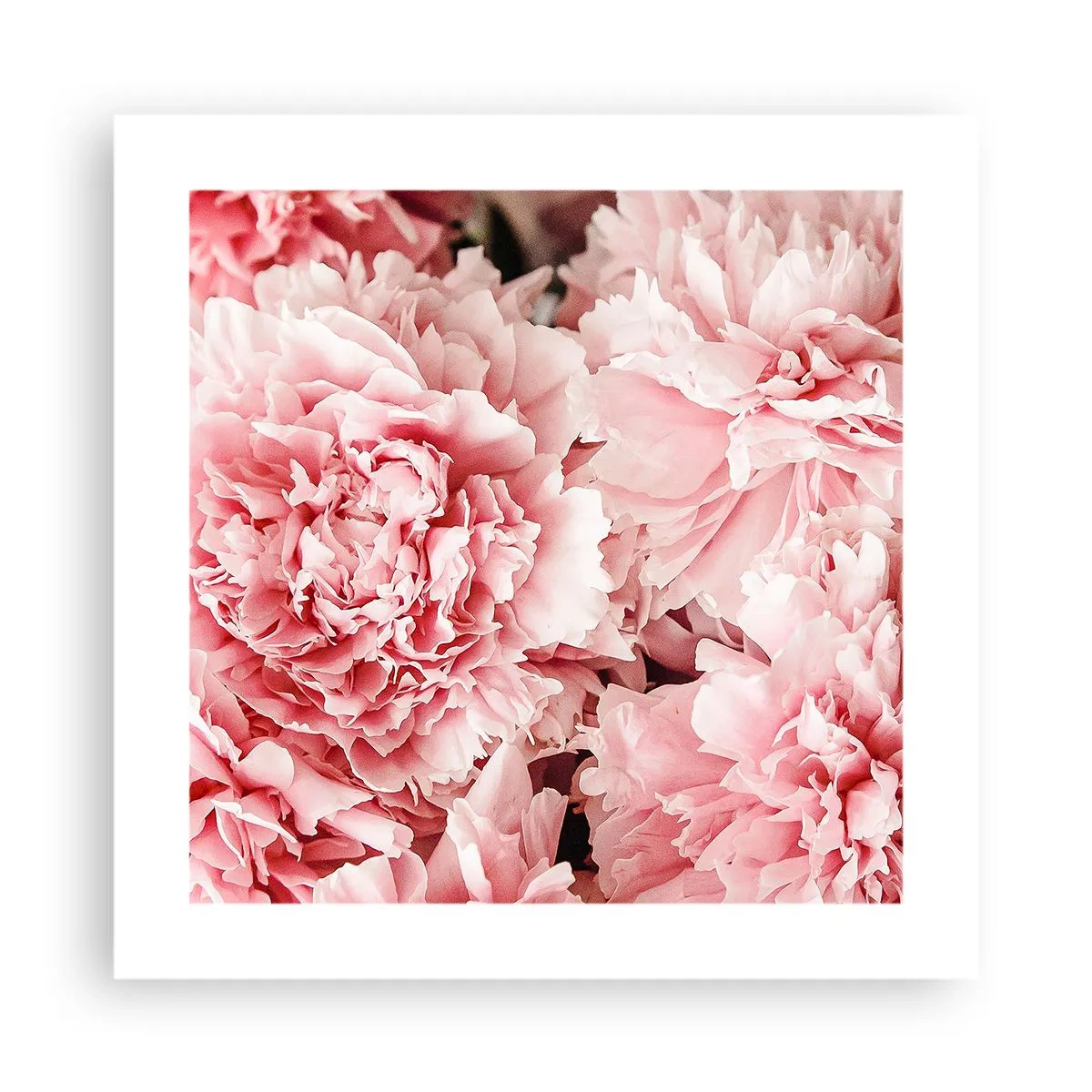 Plakat - Lyserød drøm - 40x40 cm