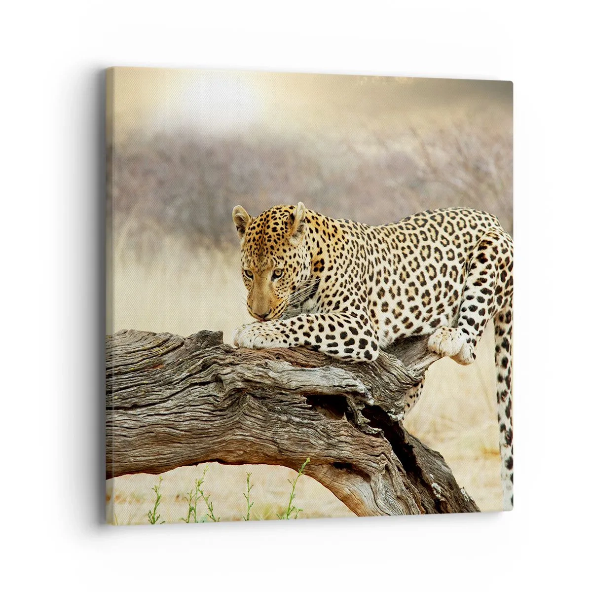 Lærredstryk - Billede på lærred - Jeg går min egen vej - 40x40 cm