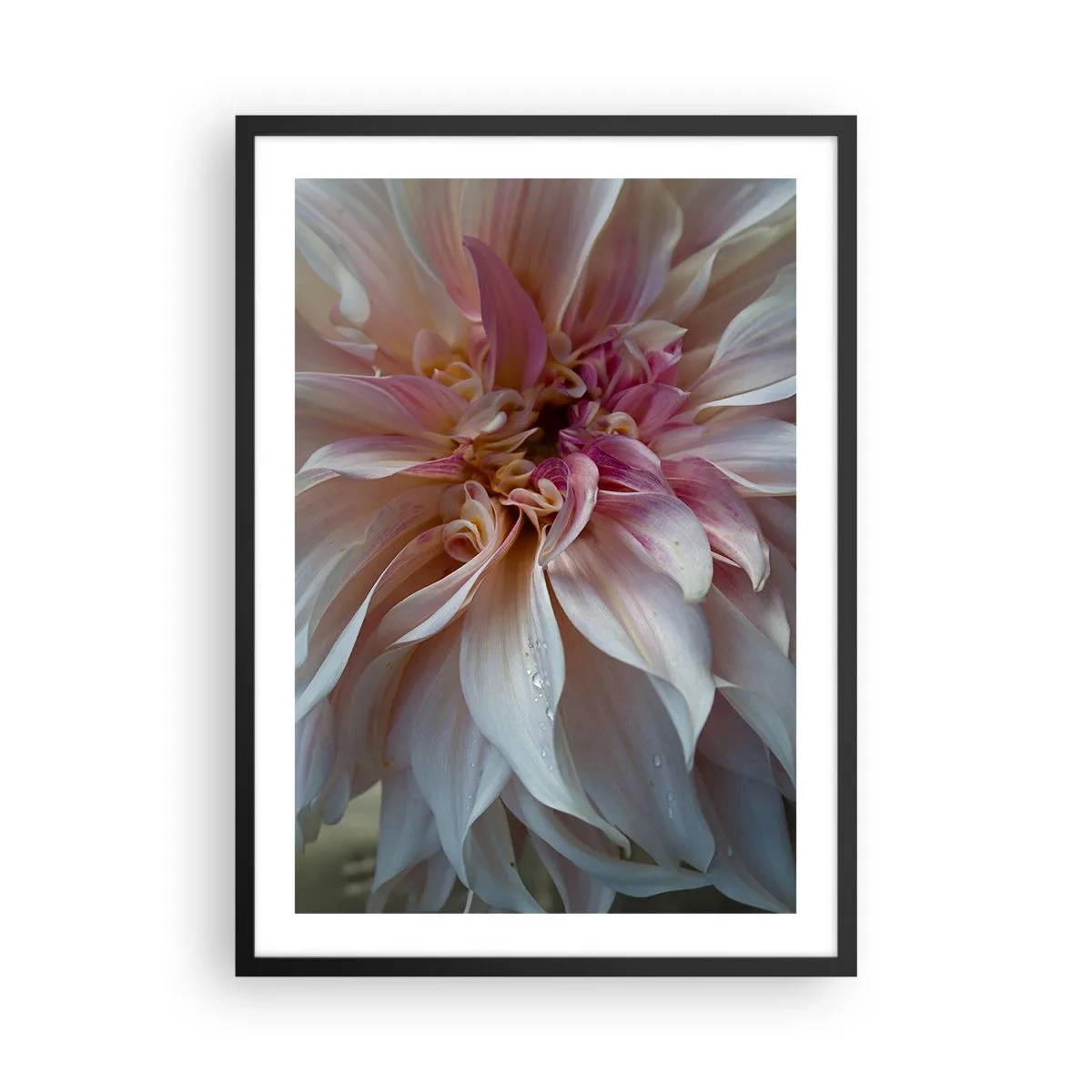 Plakat i sort ramme - Nærbillede af sarte blomsterblade i pastelfarver - 50x70cm - Blomstrende friskhed - Moderne vægdekoration til stue og soveværelse ARTTOR