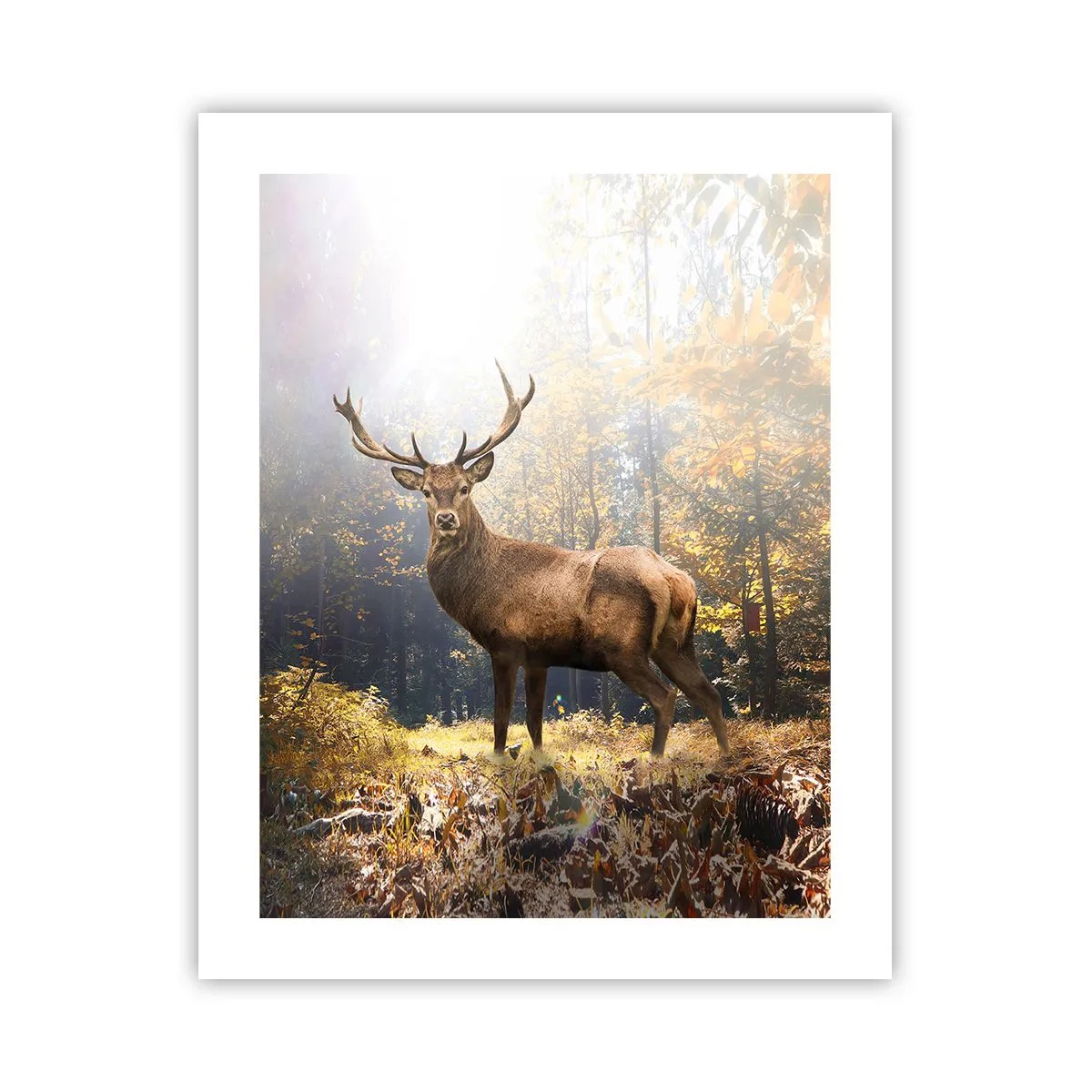 Plakat - I fuld majestæt - 40x50 cm