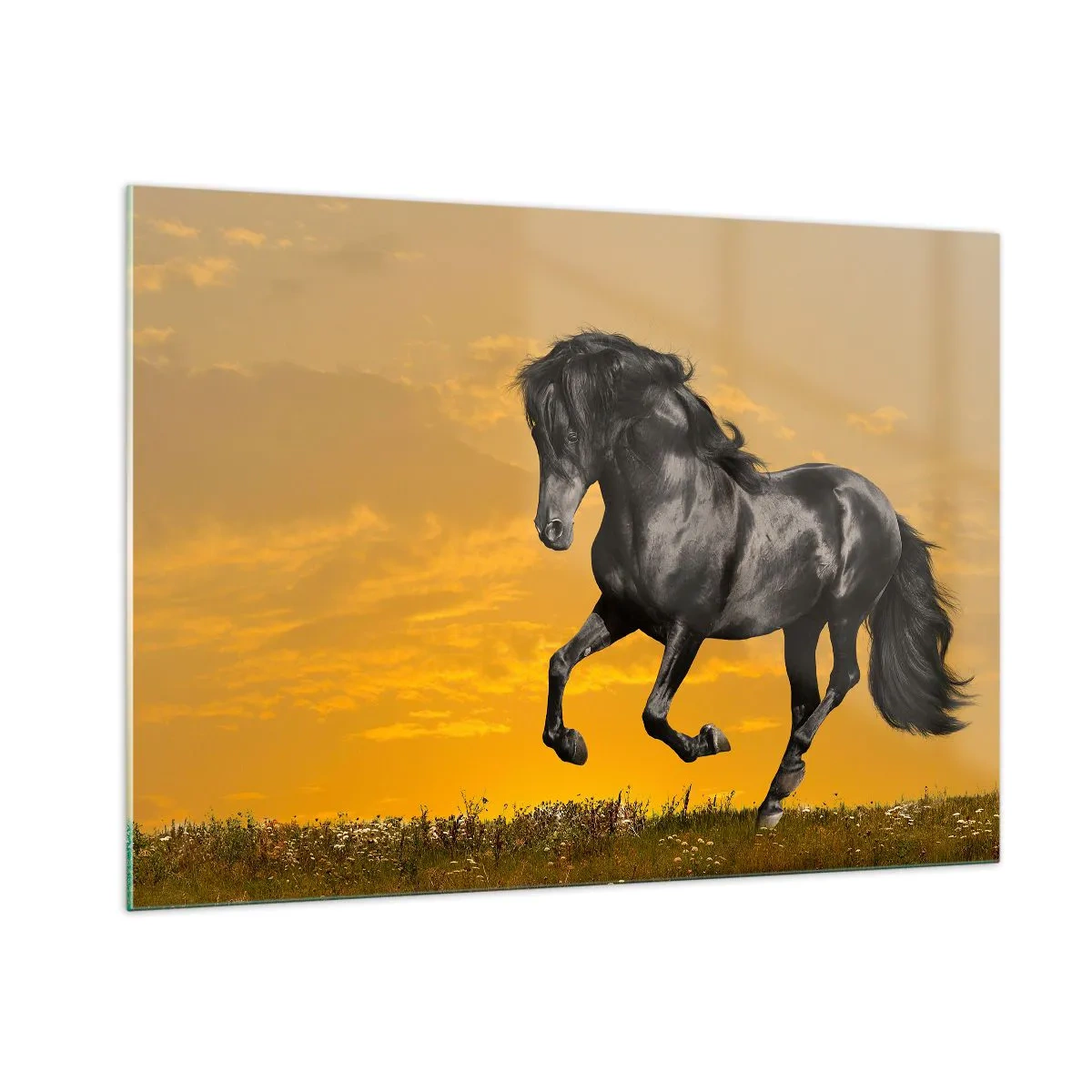 Billede på glas - Smuk, fri og vild - 100x70 cm