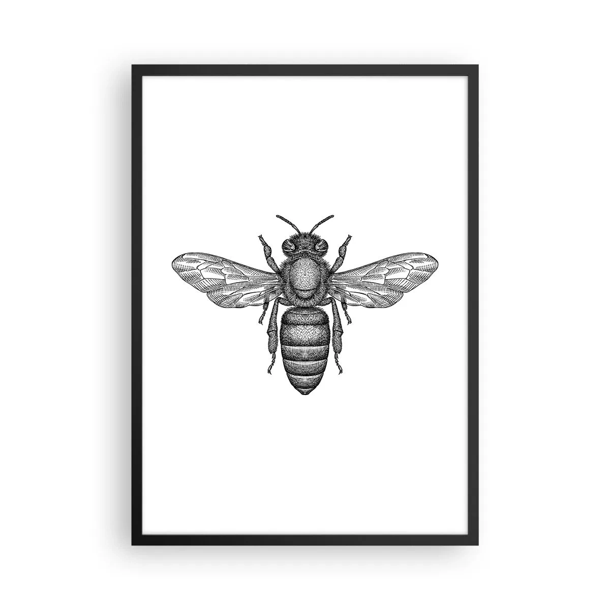 Plakat i sort ramme - Præcis illustration af en bi på en hvid baggrund - 50x70cm - Portræt af et insekt - Moderne vægdekoration til stue og soveværelse ARTTOR