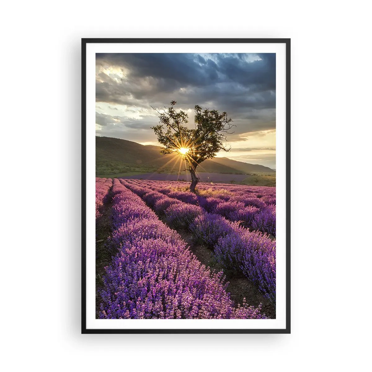 Plakat i sort ramme - Lilla aroma - 70x100 cm
