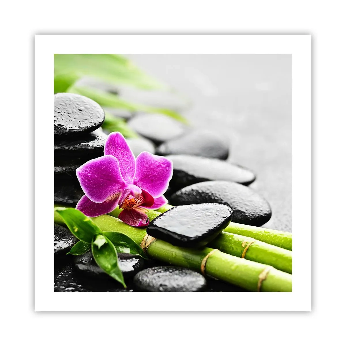 Plakat - I en fredelig balance - 50x50 cm
