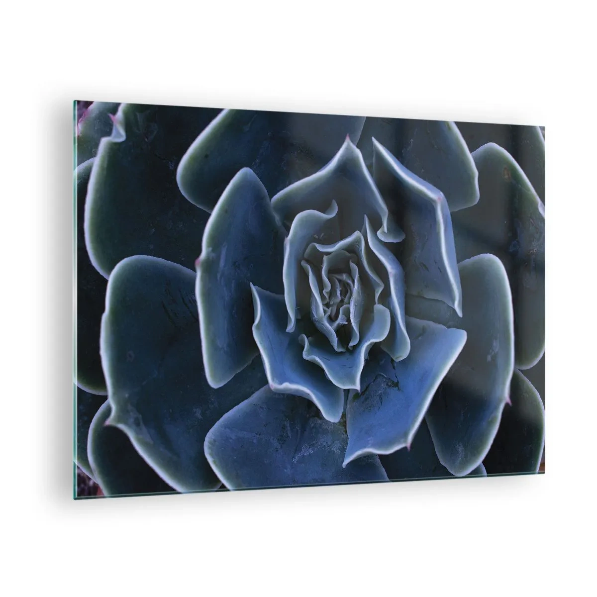 Billede på glas - Makrofotografi af en sukkulent i kølige blå nuancer - 70x50cm - Ørkenblomst - Moderne vægdekoration til stue og soveværelse ARTTOR