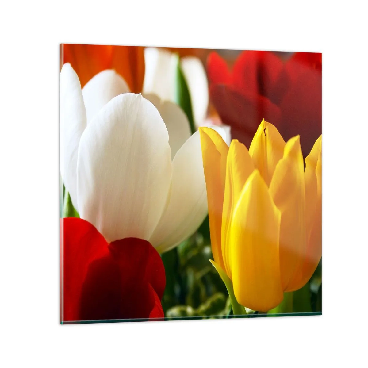Billede på glas - Tulipanfeber - 50x50 cm