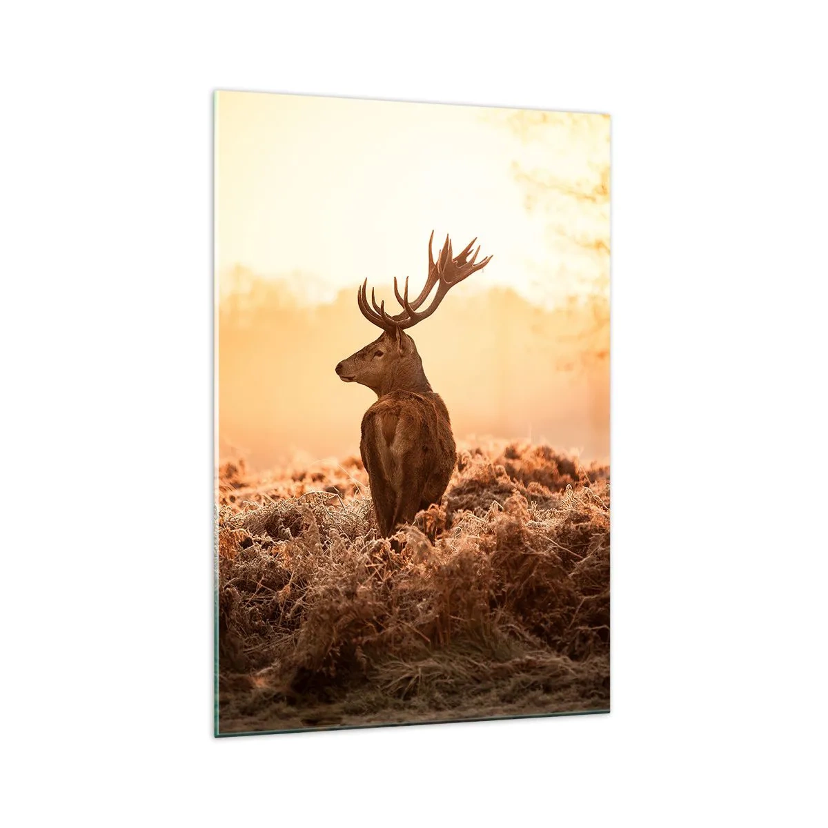 Billede på glas - Herre på godset - 70x100 cm