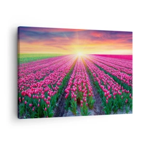 Lærredstryk - Billede på lærred - Et felt af tulipaner ved solnedgang - 70x50cm - Skønhedsfarm - Moderne vægdekoration til stue og soveværelse ARTTOR