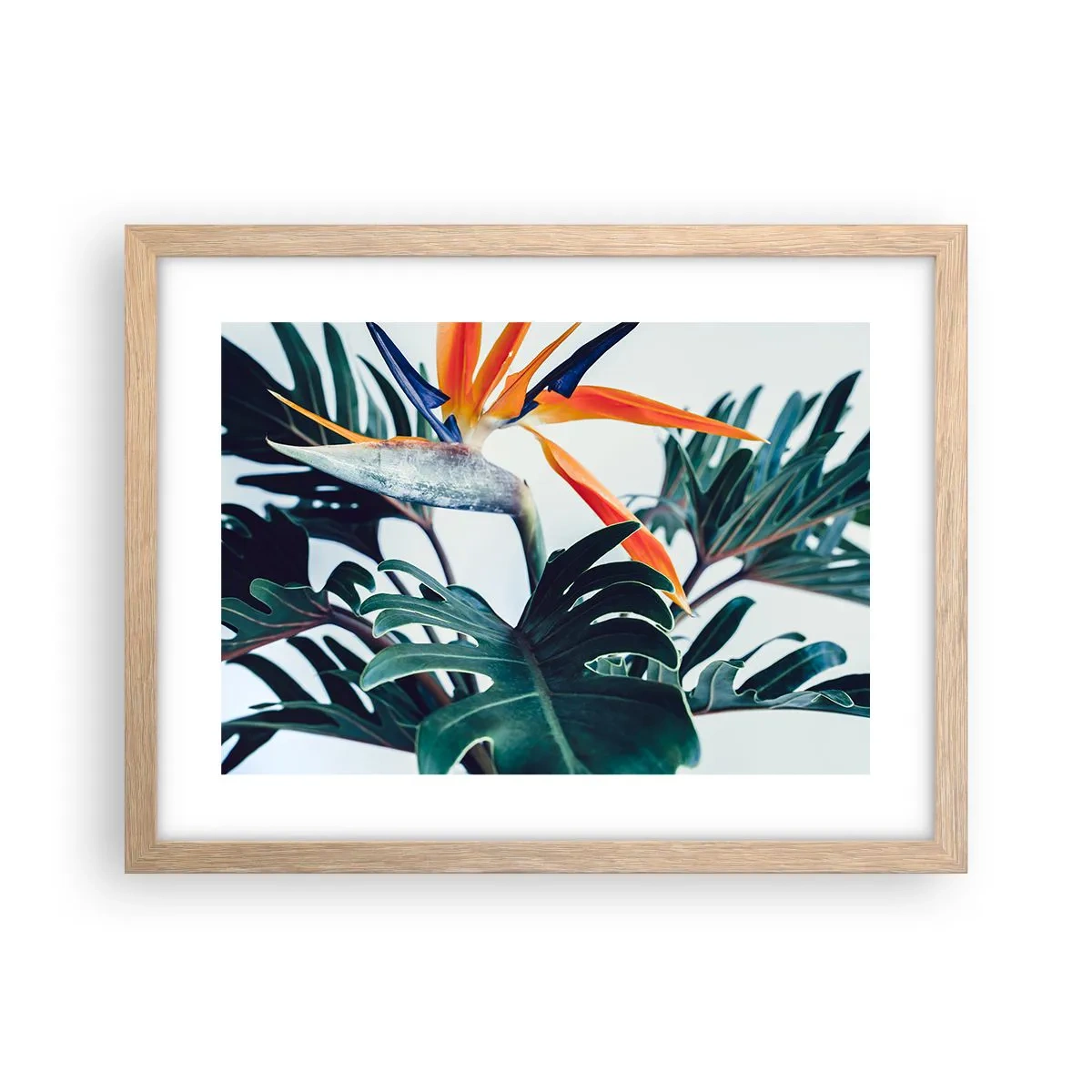 Plakat i ramme af lyst egetræ - Fuglebur - 40x30 cm