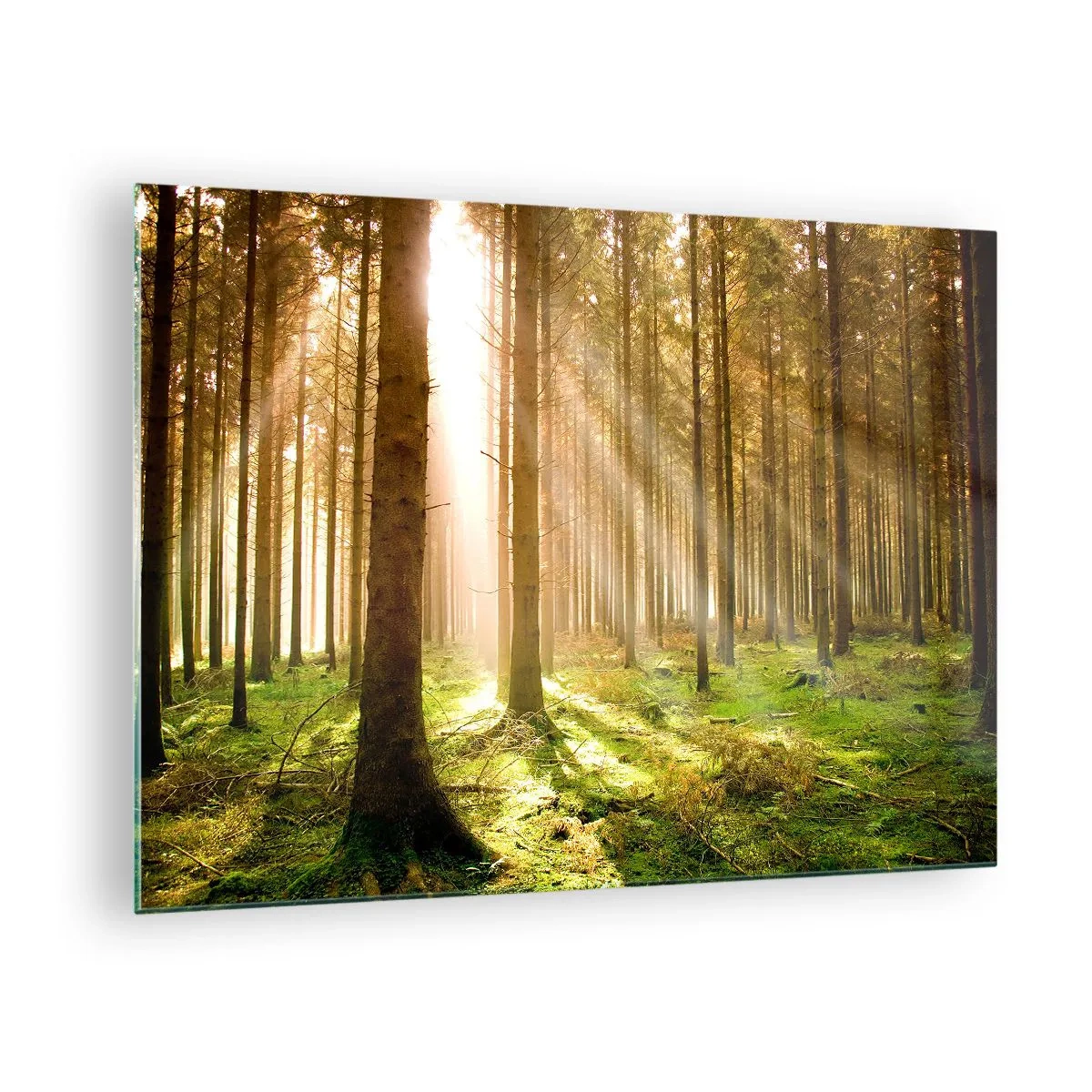 Billede på glas - Solstråler trænger ind gennem træerne i skoven - 70x50cm - Nisserne er ved at dukke op - Moderne vægdekoration til stue og soveværelse ARTTOR