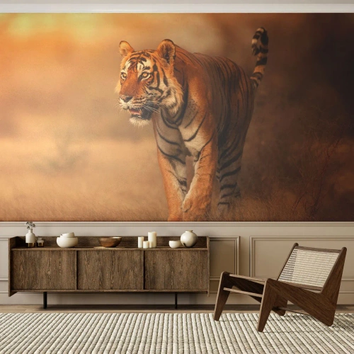 Fototapet Premium Sand - Før angrebet - Dyr, Tiger, Afrika - 100x70 cm