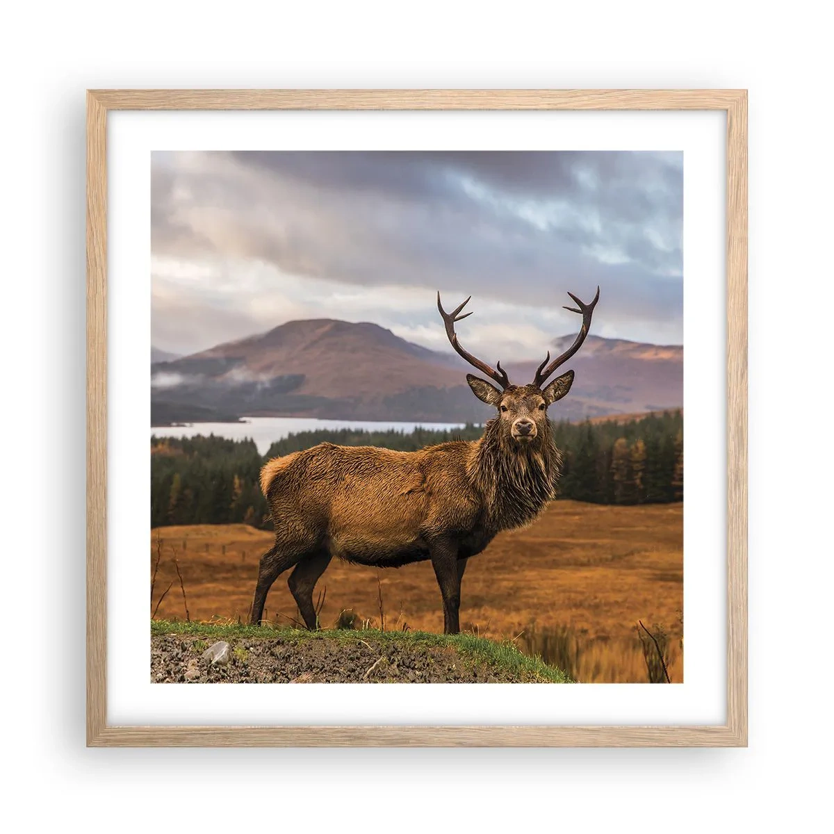 Plakat i ramme af lyst egetræ - Naturens majestæt - 50x50 cm