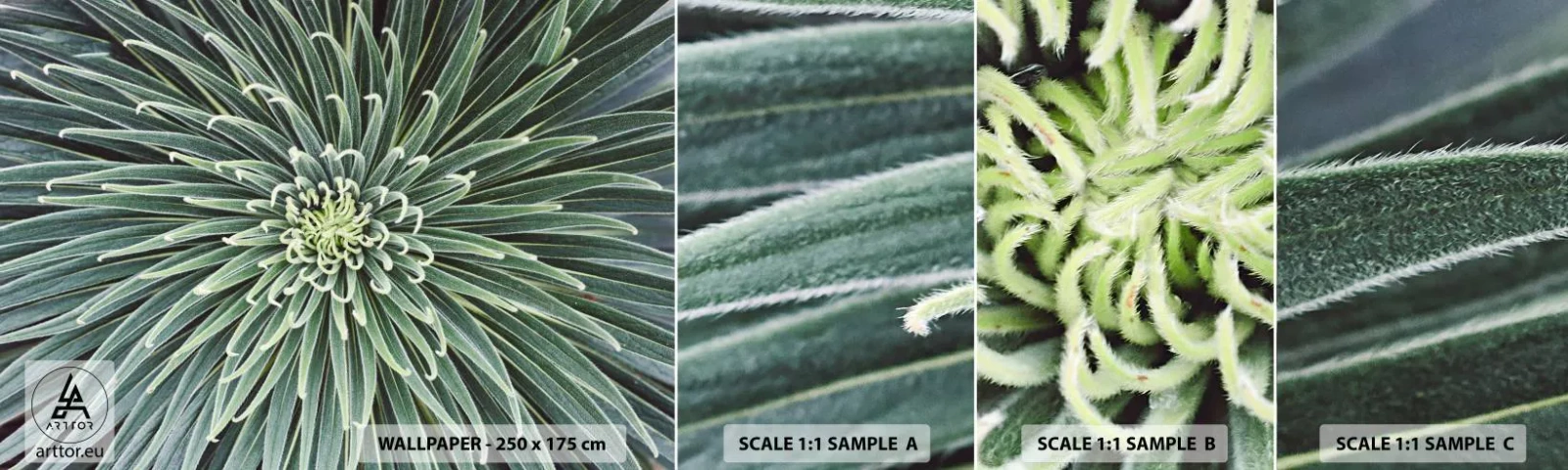 Fototapet Prøve Standard Eco - En stjernes fødsel - Agave blomst, Agave, Blomster - 100x30 cm