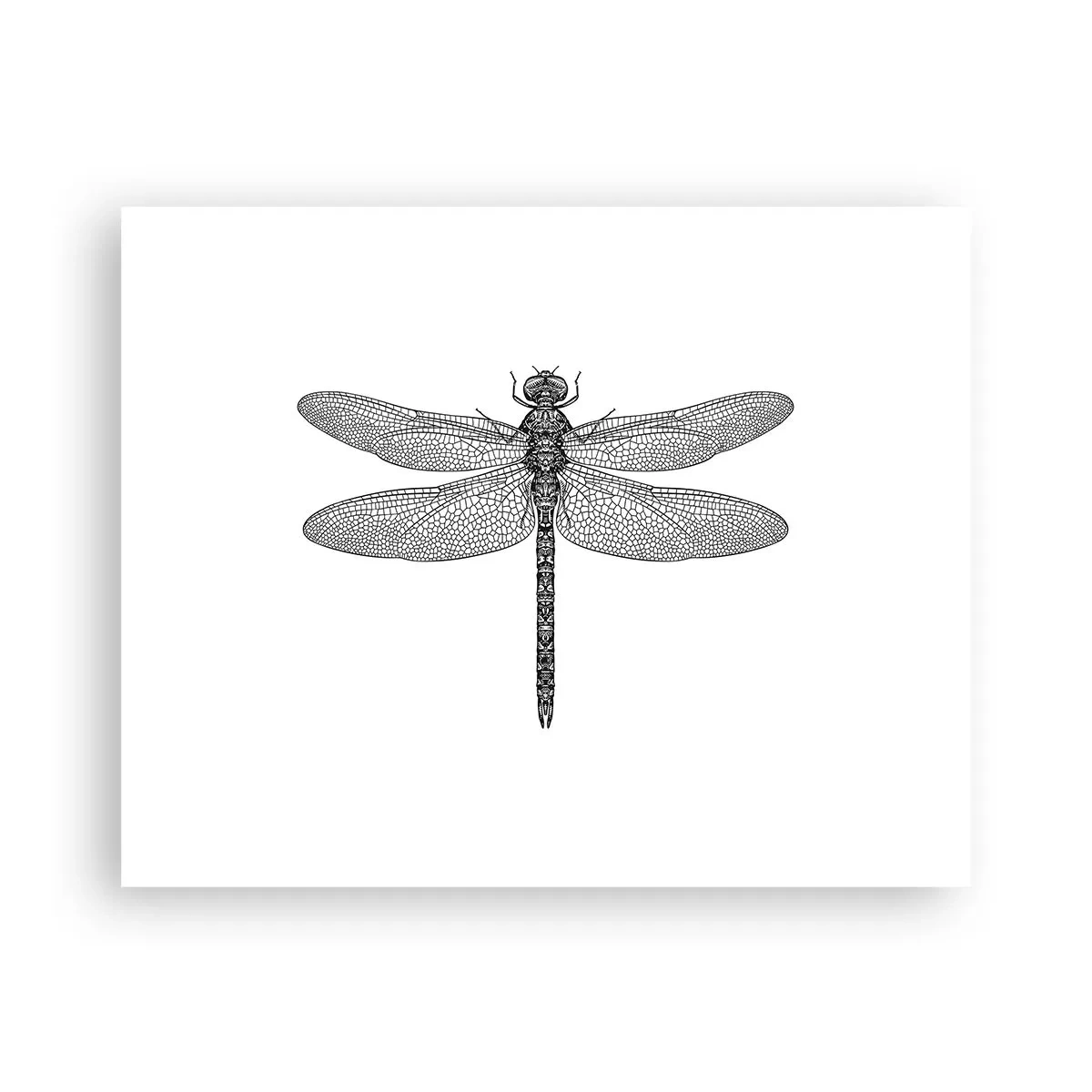 Plakat - Præcision i naturen - 50x40 cm