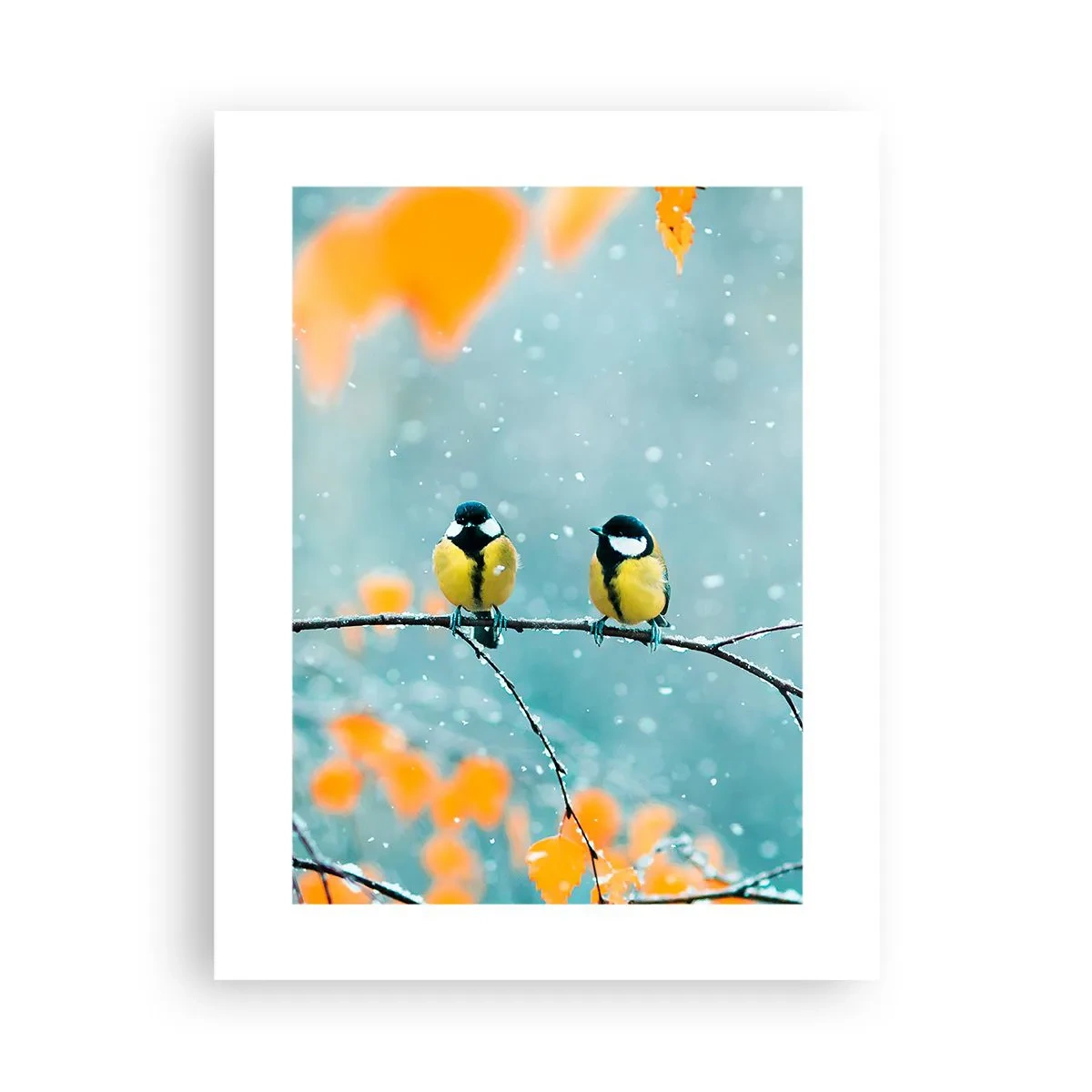 Plakat - Sladder om fugle - 30x40 cm