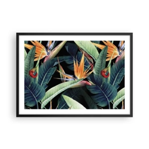 Plakat i sort ramme - Flammeblomster i troperne - 70x50 cm