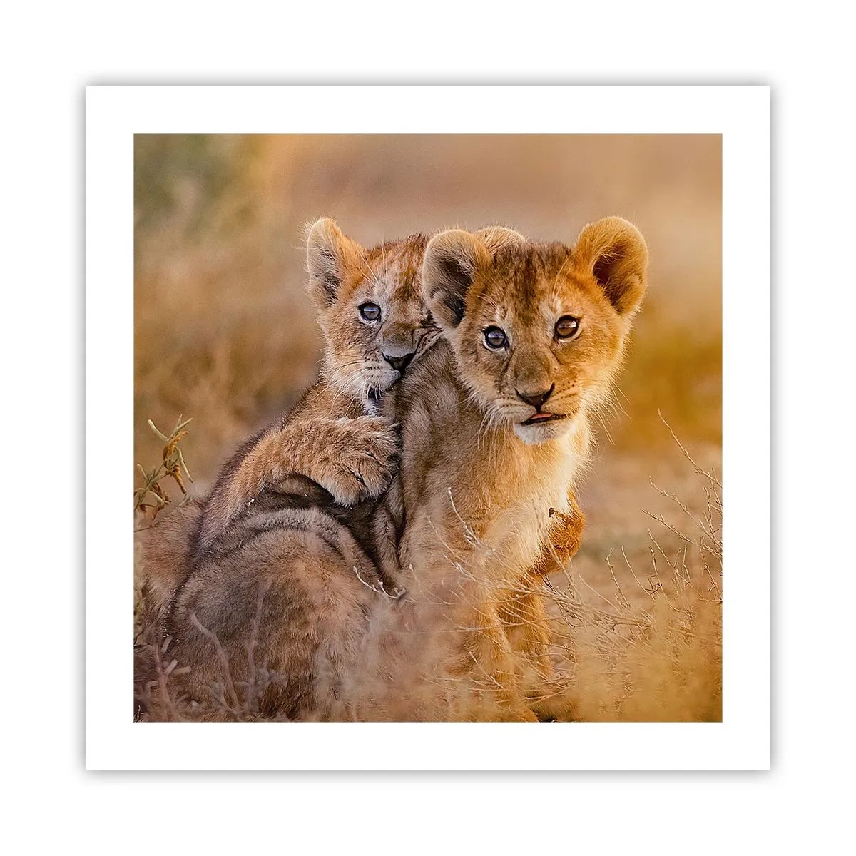 Plakat - Forstyr ikke! Vi har det sjovt - 50x50 cm