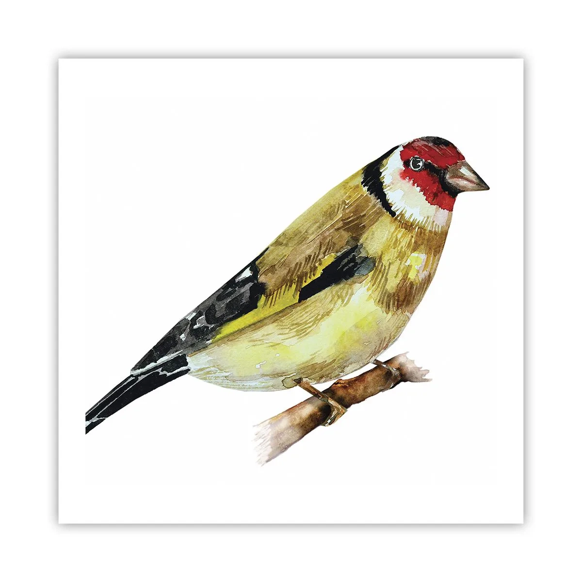 Plakat - Portræt af en fugl - 60x60 cm