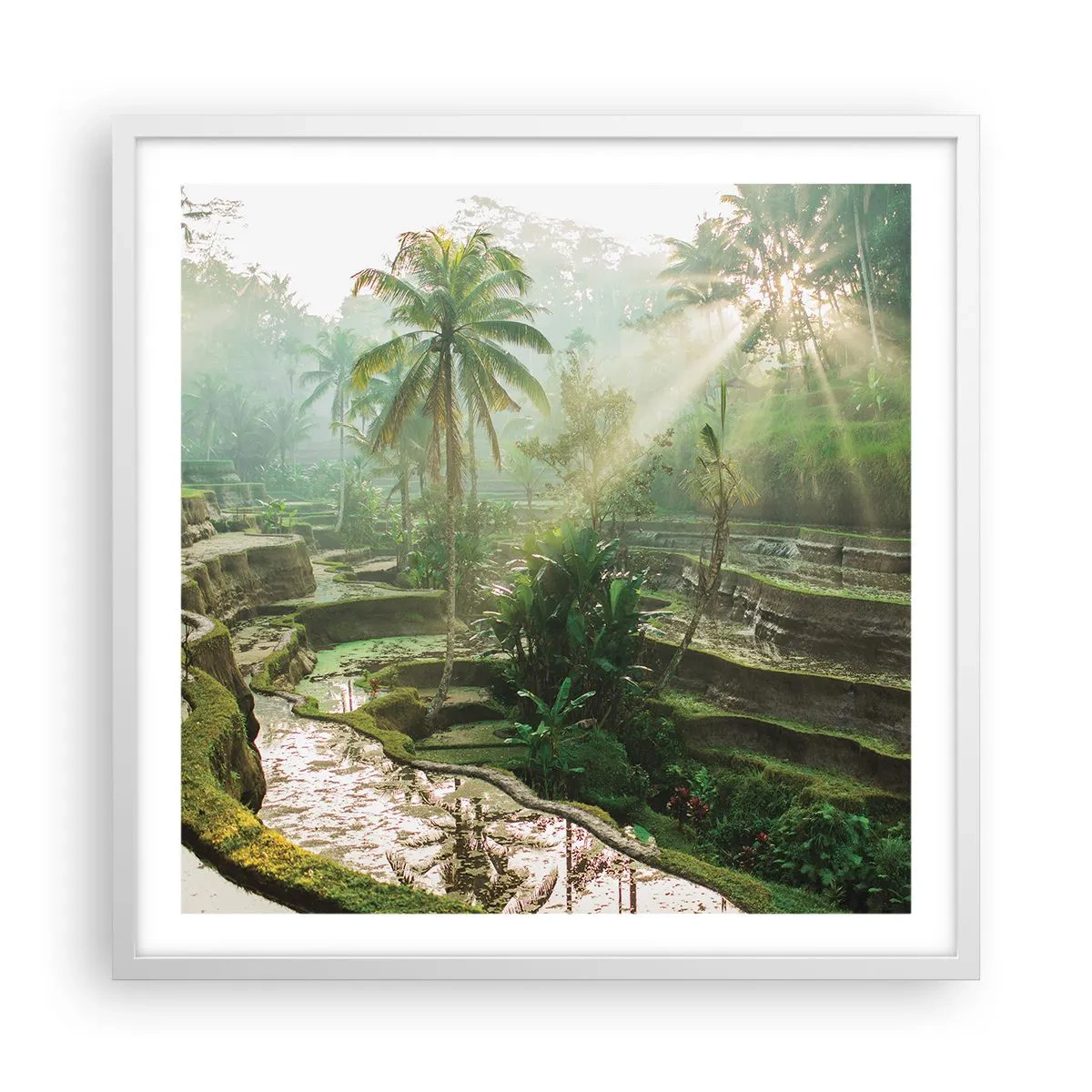 Plakat i hvid ramme - Voksende op i solen - 60x60 cm