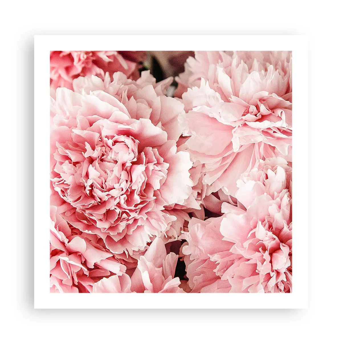 Plakat - Lyserød drøm - 60x60 cm