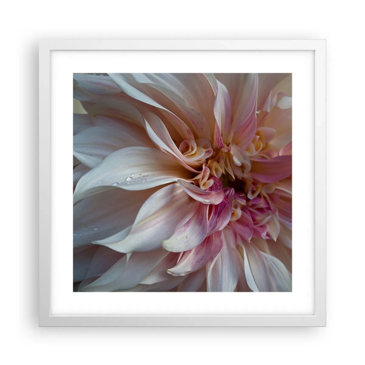 Plakat i hvid ramme - Blomstrende friskhed - 40x40 cm