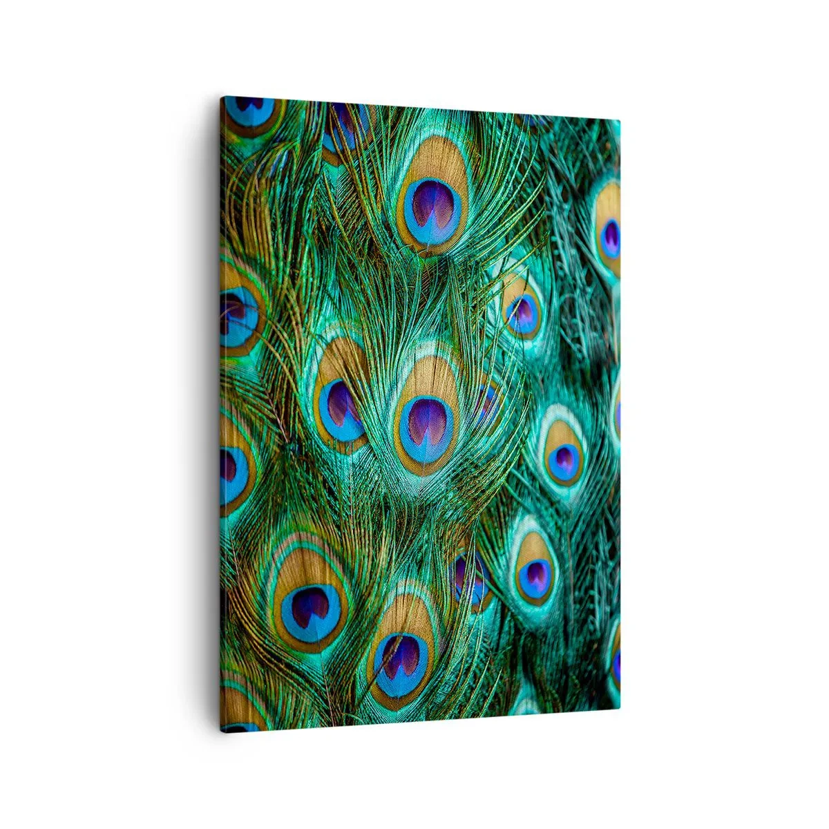 Lærredstryk - Billede på lærred - En påfugls blik - 50x70 cm