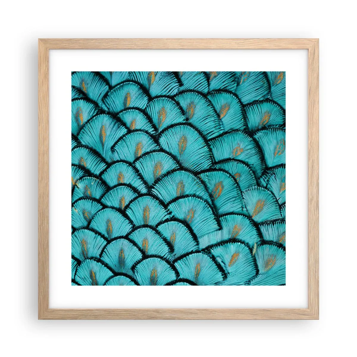 Plakat i ramme af lyst egetræ - Den store fjer-galla - 40x40 cm