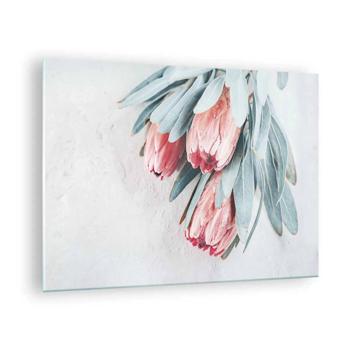 Billede på glas - Tre pastelfarvede proteablomster med blade på en lys baggrund - 70x50cm - Skammer sig over deres egen skønhed - Moderne vægdekoration til stue og soveværelse ARTTOR