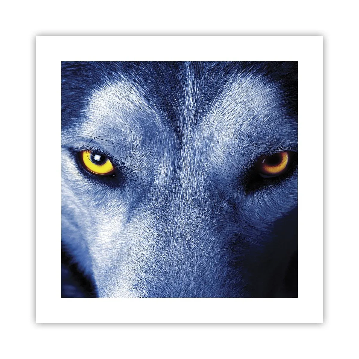 Plakat - Et hypnotiserende udseende - 40x40 cm