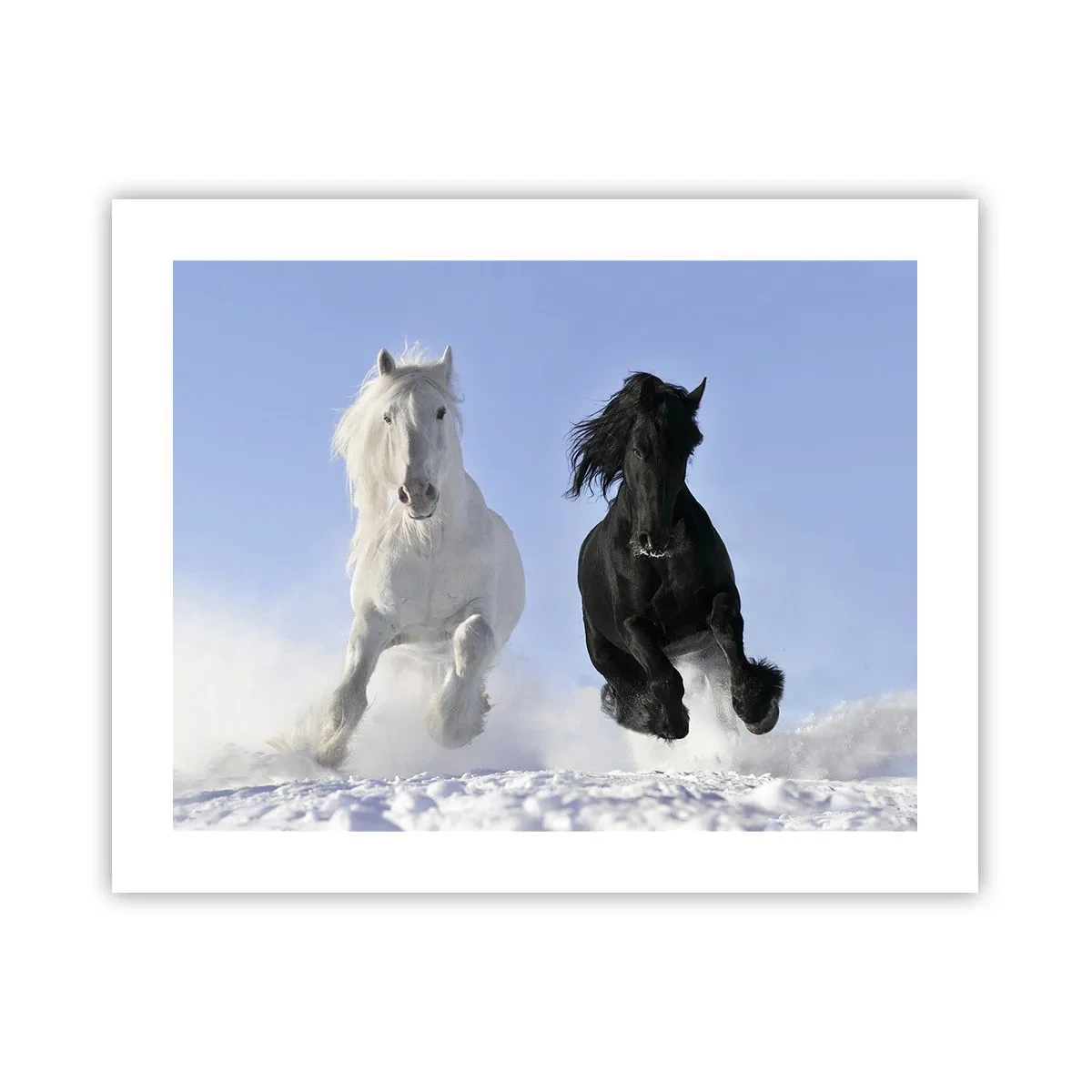 Plakat - Sort og hvid galop - 50x40 cm