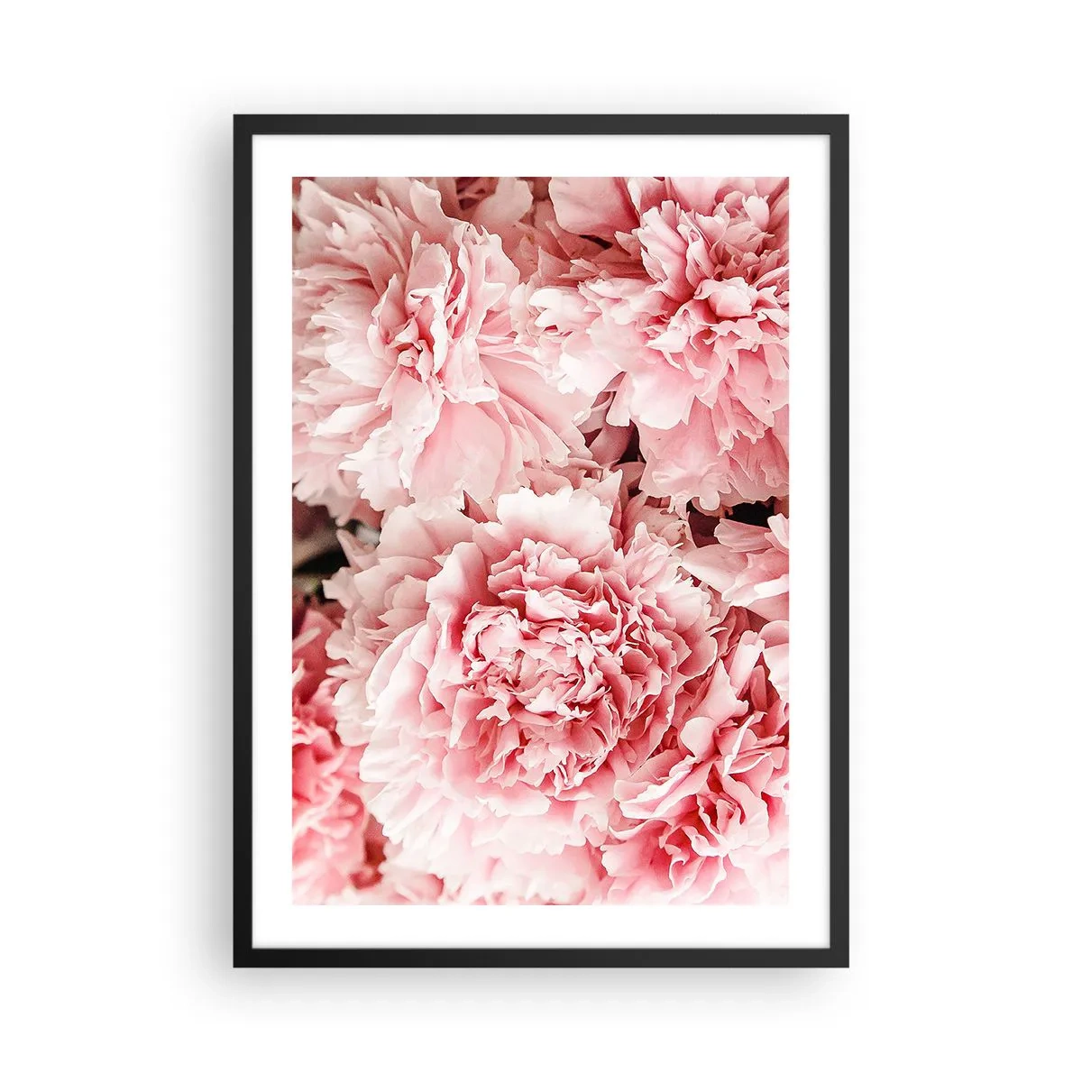 Plakat i sort ramme - Fine lyserøde pæoner i fuldt flor - 50x70cm - Lyserød drøm - Moderne vægdekoration til stue og soveværelse ARTTOR