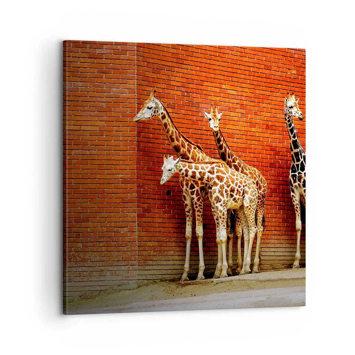Lærredstryk - Billede på lærred - Kan du se nogen akacie? - 60x60 cm